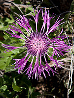 Centaurea sphaerocephala