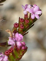 Centranthus calcitrapae