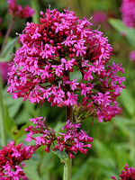 Centranthus ruber