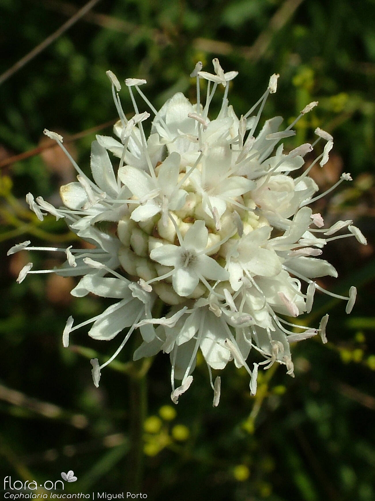 Cephalaria leucantha