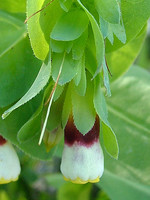 Cerinthe gymnandra