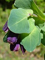 Cerinthe major