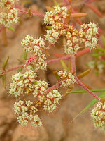 Chaetonychia cymosa
