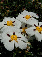 Cistus ladanifer