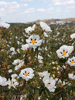 Cistus ladanifer
