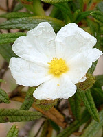 Cistus monspeliensis
