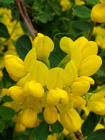 Coronilla glauca