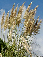Cortaderia selloana