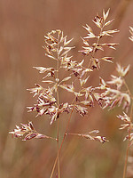 Corynephorus canescens