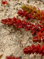 Crassula tillaea