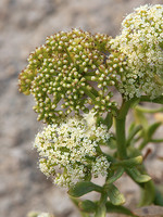 Crithmum maritimum