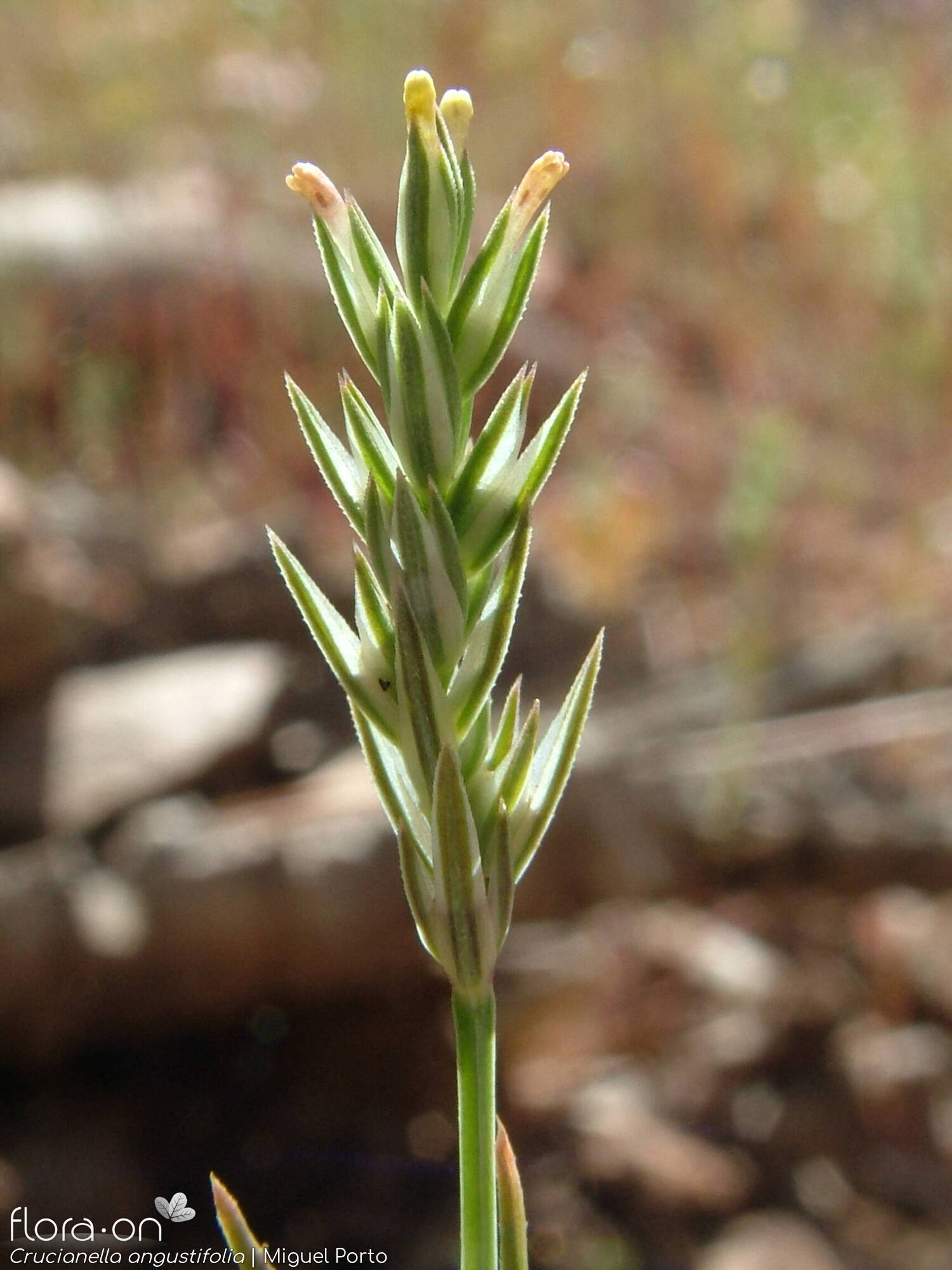 Crucianella angustifolia
