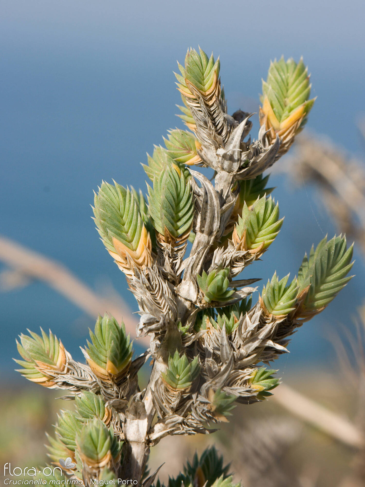 Crucianella maritima