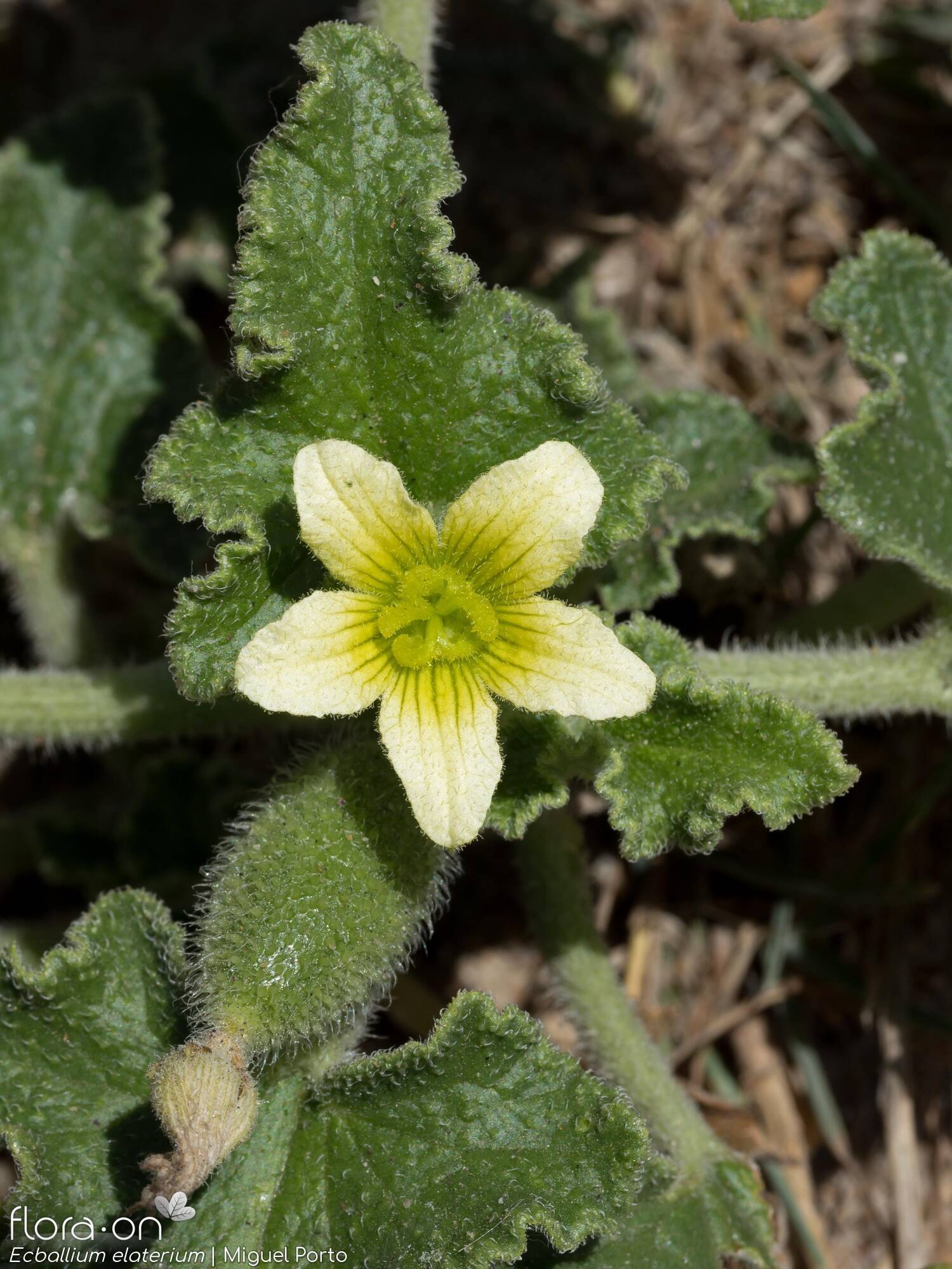 Cucurbitaceae