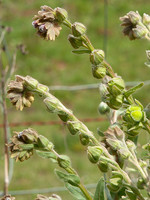 Cynoglossum clandestinum