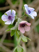 Cynoglossum creticum