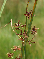 Cyperus longus