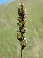 Dactylis glomerata