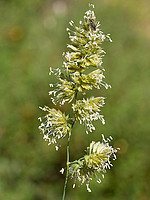 Dactylis glomerata