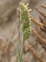 Dactylis smithii