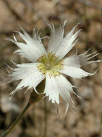 Dianthus broteri