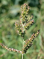 Echinochloa crus-galli