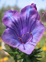 Echium plantagineum