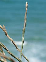 Elymus farctus