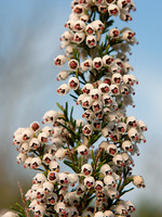 Erica arborea