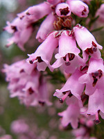 Erica australis