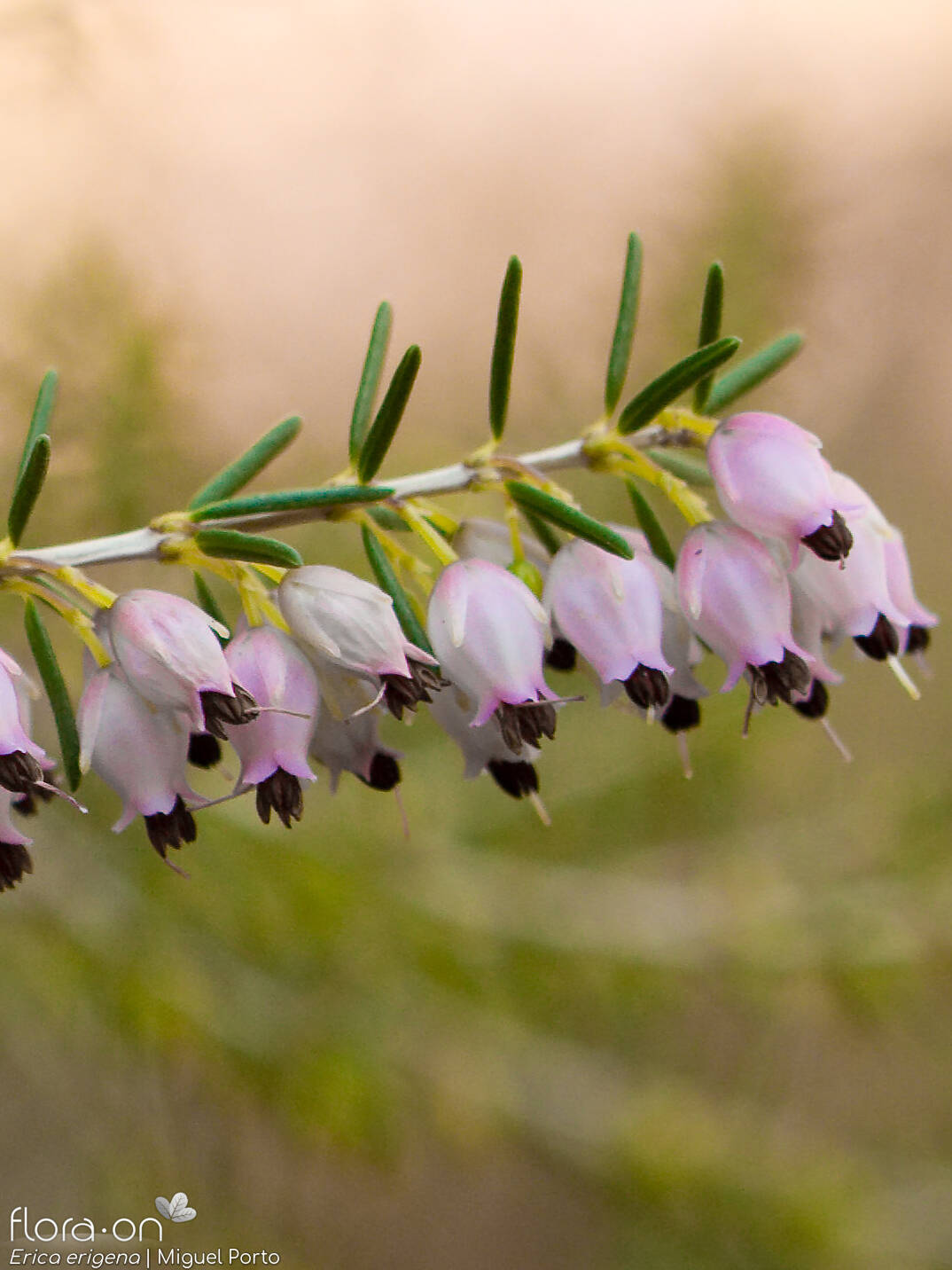 Erica erigena