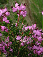 Erica umbellata