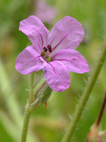 Erodium botrys
