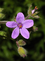 Erodium malacoides