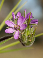 Erodium moschatum