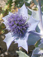 Eryngium maritimum