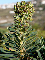 Euphorbia characias