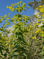 Euphorbia paniculata