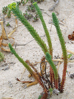 Euphorbia paralias