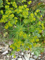 Euphorbia segetalis