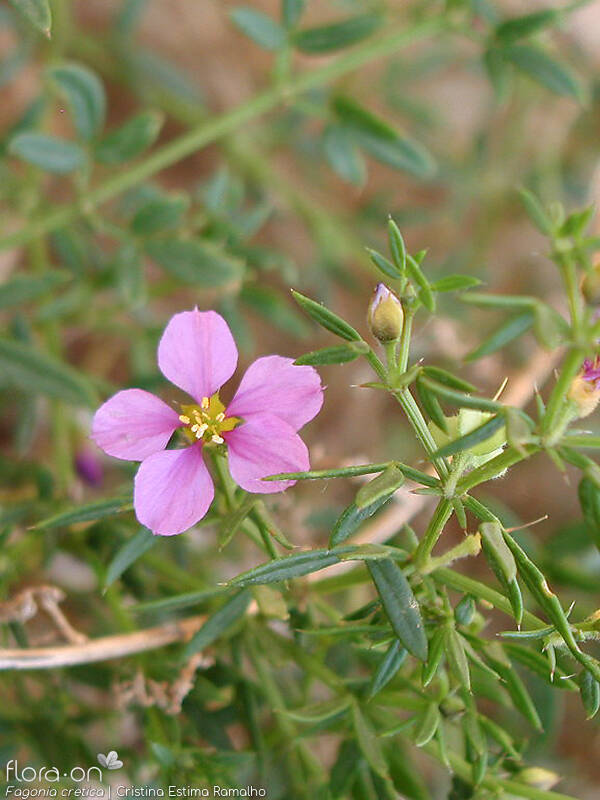 Fagonia cretica