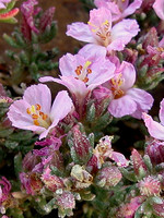 Frankenia laevis
