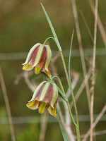 Fritillaria lusitanica