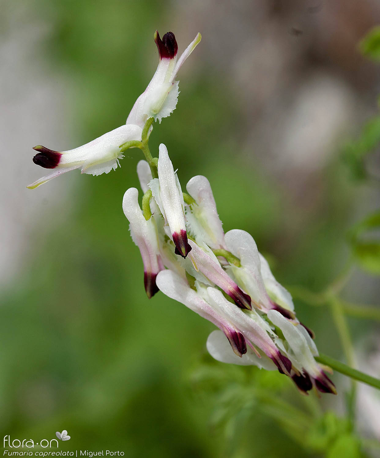 Fumaria capreolata