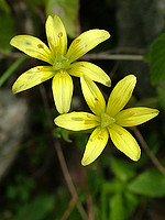 Gagea foliosa