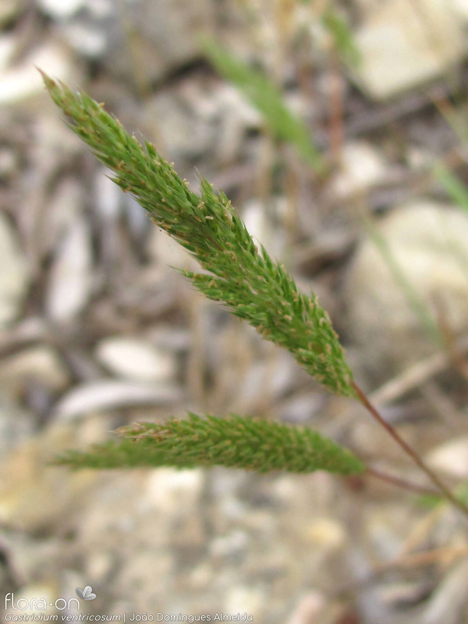 Gastridium ventricosum