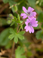 Geranium molle
