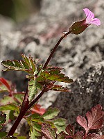 Geranium purpureum