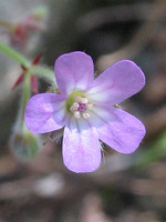 Geranium rotundifolium