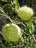 Gomphocarpus physocarpus